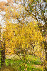 Fototapeta premium Alder buckthorn or Frangula Alnus Asplenifolius plant in Saint Gallen in Switzerland 29.10.2025