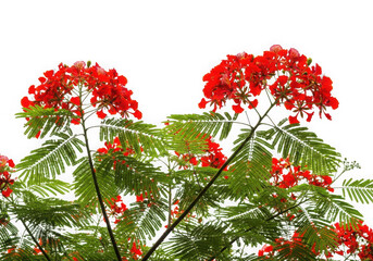 Vibrant red flamboyant tree flowers green foliage against a transparent background