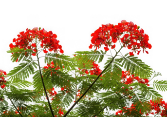 Vibrant red flamboyant tree flowers green foliage against a transparent background
