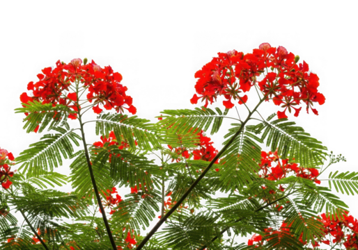 Vibrant red flamboyant tree flowers green foliage against a transparent background