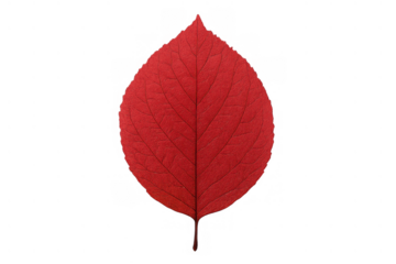 Red leaf showing autumn color, isolated on a transparent background, indicating change and the fall season