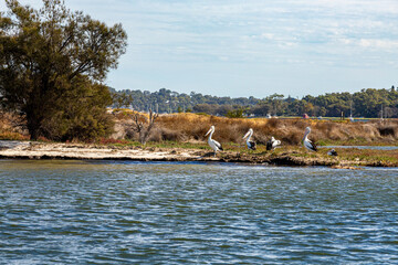 Pelicans beside the Swan Riover at Pelican Point Conservation Area near the city of Perth, Western Australia, WA, Australia