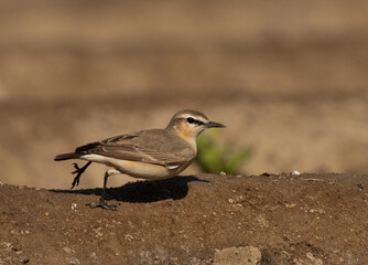 Isabelline Wheatear perched on ground at Buri farm, Bahrain