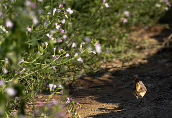 Bluethroat at Buri farm, Bahrain