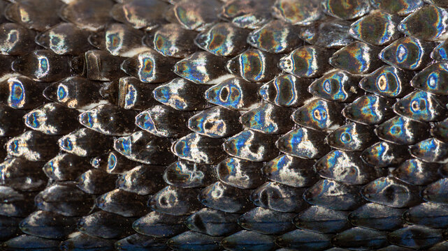 Macro scaly snake skin. Snake scale pattern. Black snake scales. Close-up of snakeskin scales. Exotic reptilian pattern. Leathery snake texture. Snakes scales detailed reptilian texture. - Powered by Adobe