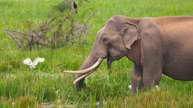 Majestic Sri Lankan elephant with long ivory tusks grazes peacefully by a lush wetland, surrounded by graceful white egrets a cinematic vision of wild harmony and natural power, Slow motion.