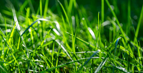Grass blur green background. Overlay of green grass with blur.