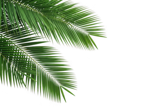 Green palm fronds against a transparent background, isolated on transparent background