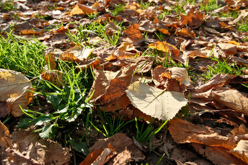 Fototapeta premium Fallen leaves cover the ground in the autumn park. Leaves on green grass. Autumn background.