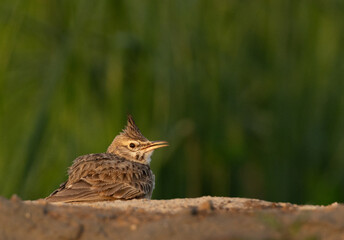Crested Lark on green at Buri farm, Bahrain