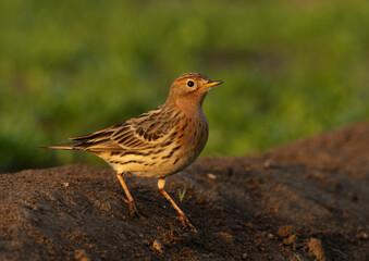 Portrait of a Red throated pipit on green at Buri farm, Bahrain
