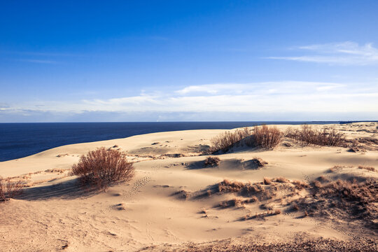 Sunlit Dunes by the Sea with Shrubs with shadows  and Blue Sky, A Serene Coastal Landscape sunset Scene