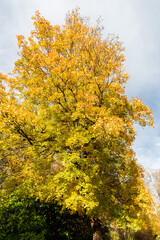 Montpellier maple or Acer Monspessulanum plant in Saint Gallen in Switzerland 29.10.2025