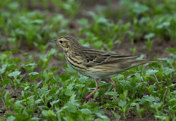 Closeup of a Tree pipit perched on ground at Buri farm, Bahrain