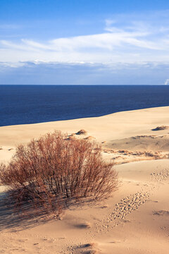 Warm desert dunes at sunset meet a calm sea under a clear blue sky. A solitary shrub cluster adds color and life, while footprints in the sand suggest travel, solitude, and exploration by the coast.