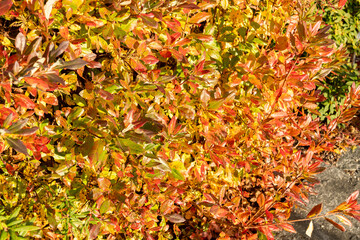 Dwarf azalea or Rhododendron Atlanticum plant in Saint Gallen in Switzerland 29.10.2025