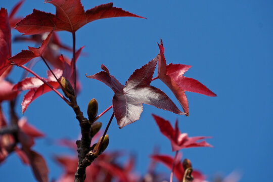 A close-up photo of red maple leaves against a blue sky background