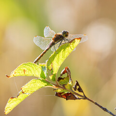 トンボ © 悠 平川