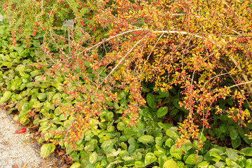Japanese barberry or Berberis Thunbergii plant in Saint Gallen in Switzerland 29.10.2025