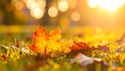 Autumn leaves on grass in golden sunlight, a serene fall scene.
