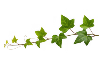 Single green ivy vine leaves isolated on transparent background