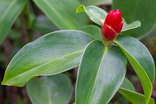 Close Up Red Button Ginger Plants in Garden - Costus Woodsonii