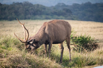 Sambar Rusa unicolor at Horton Plains National Park