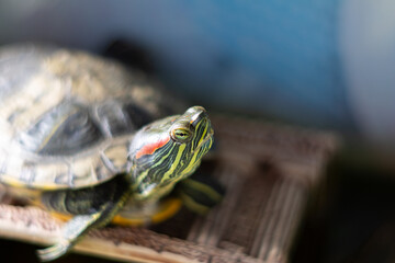 Red-Eared Slider Turtle Closeup with Vibrant Stripes and Alert Expression