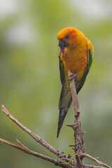 View of Golden Parakeet, Guaruba guarouba, perched