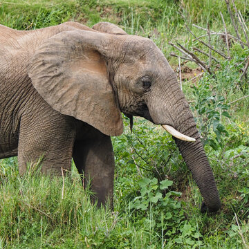 Closeup of African Elephant in veldt in Zimbabwe, Africa