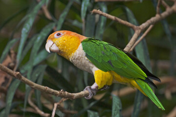 White-bellied Parrot, Pionites leucogaster, perched