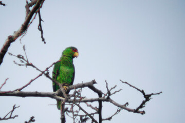White-fronted Parrot, 	Amazona albifrons, perched in tree