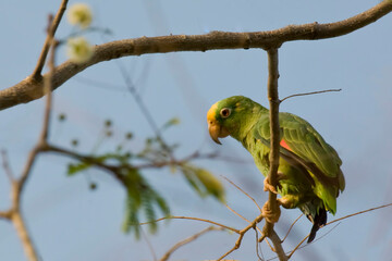 View of Yellow-crowned Parrot, Amazona ochrocephala, perched