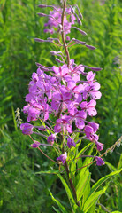 Obraz premium Epilobium angustifolium blooms in nature in summer