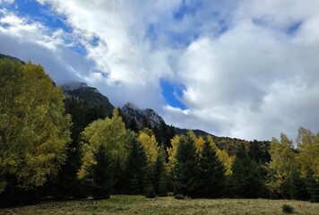 clouds over the forest