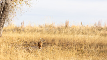 Autumn’s glow paints the Rockies as deer wander peacefully through fields of gold.
