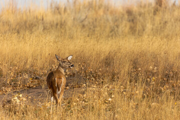 Soft sunlight catches the fur of a young deer exploring the quiet Rocky forests.