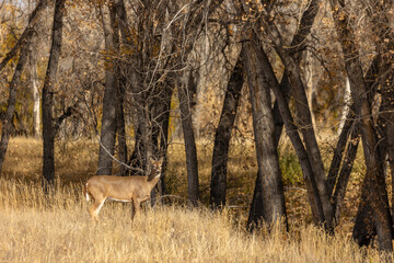 Morning light filters through the pines as a mule deer grazes in the alpine meadow.