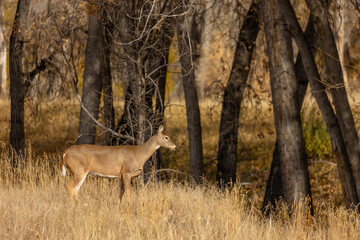 A graceful deer pauses among the golden aspens of Colorado’s Rocky Mountains.