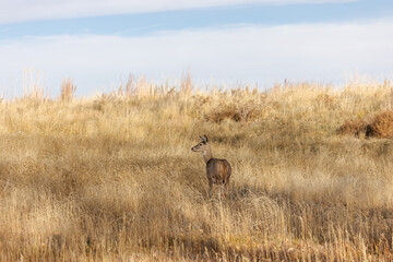 The quiet majesty of the Rockies comes alive in the gentle presence of wild deer.