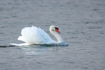 Elegant mute swan gliding across tranquil water on a lake