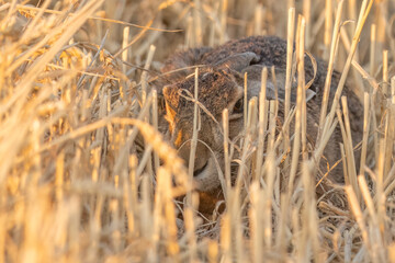 A wild hare hides in a field of golden wheat stubble at sunset