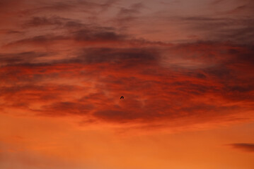 Silhouette of a lone bird flying across a beautiful vibrant sunset sky, showcasing dramatic red and orange clouds and evoking a sense of calm and natural beauty