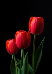 Fototapeta premium Vibrant bright red tulips fully blooming against a deep black seamless background creating stunning visual contrast ,seamless ,closeup ,flora
