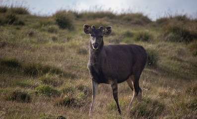 Sambar Rusa unicolor at Horton Plains National Park