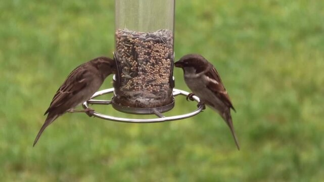 Winterf&uuml;tterung am Vogelhaus, Spatzen, Haussperlinge streiten ums Futter, Passer domesticus