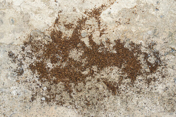 Dried Coffee Splash Residue on Concrete Surface