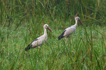 The Asian openbill or Asian openbill stork is a large wading bird in the stork family Ciconiidae.