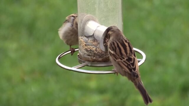 Futterneid am Vogelhaus, Spatzen, Sperlinge streiten ums Futter, Passer domesticus