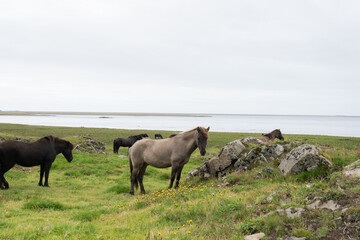 Obraz premium Group of horses grazing on lush green grass near rocky outcrops by the calm sea, under a cloudy sky, showcasing serene natural landscape and animal behavior